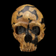 The Shanidar Neanderthal skull. This individual suffered a violent blow to the left side of his face, leaving him partially or totally blind in one eye.